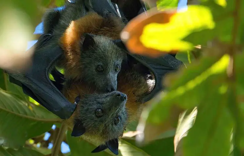 Grey Headed Flying Fox