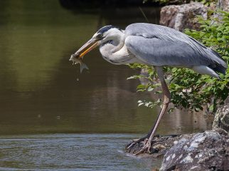 Grey Heron