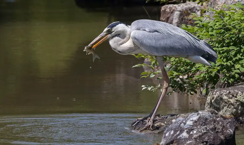 Grey Heron
