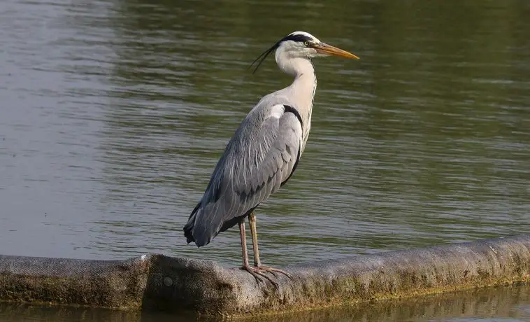 Grey Heron