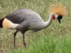 Grey crowned crane