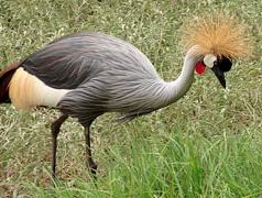 Grey crowned crane