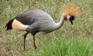 Grey crowned crane