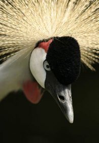 Grey crowned crane