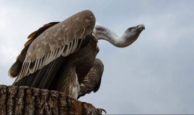 Griffon Vulture