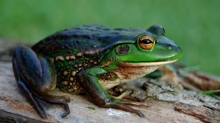Growling Grass Frog (Litoria raniformis)