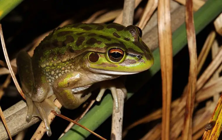 Growling Grass Frog (Litoria raniformis)