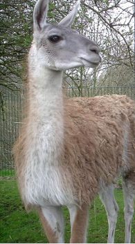 Guanaco