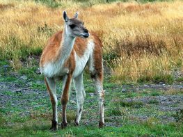 Guanaco