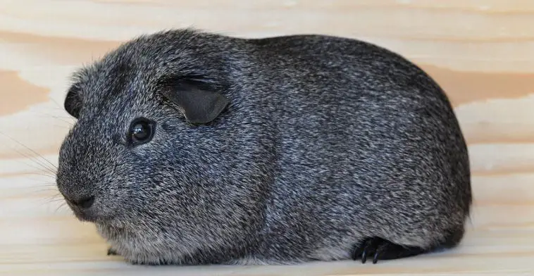 Guinea Pig