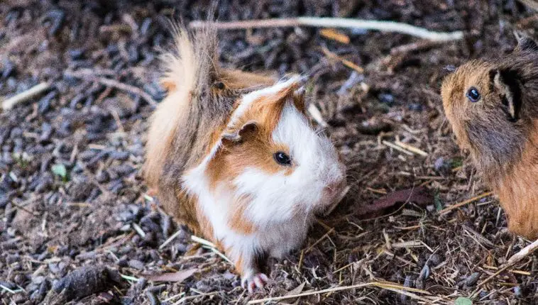 Guinea Pig