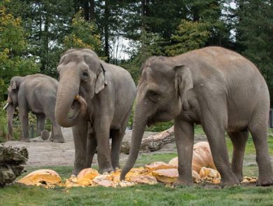 Oregon Zoo Elephants Smash Some Squashes for Halloween