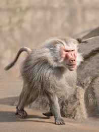 Hamadryas Baboon