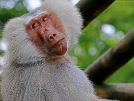 Hamadryas Baboon