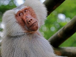Hamadryas Baboon