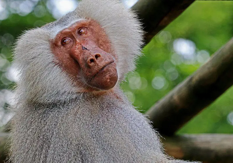 Hamadryas Baboon