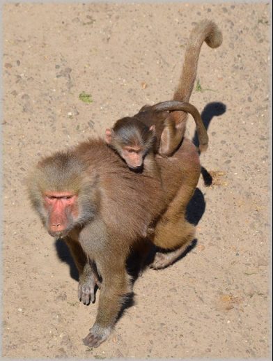 Hamadryas Baboon