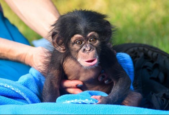 chimpanzee naming maryland zoo