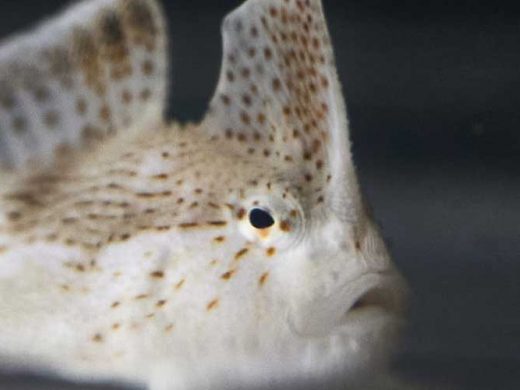 Spotted Handfish Breeding at SEA LIFE Melbourne Aquarium