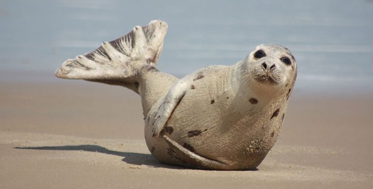 Harp Seal (Pagophilus groenlandicus)
