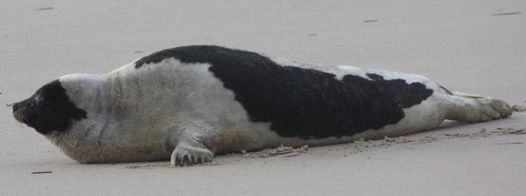 Harp Seal (Pagophilus groenlandicus)