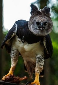 harpy eagle