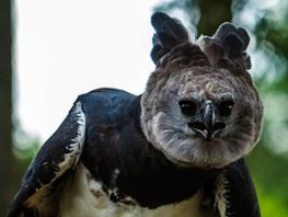 harpy eagle