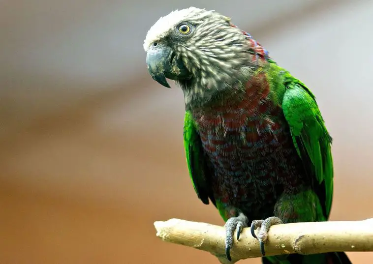 Hawk-Headed Parrot (Deroptyus accipitrinus)