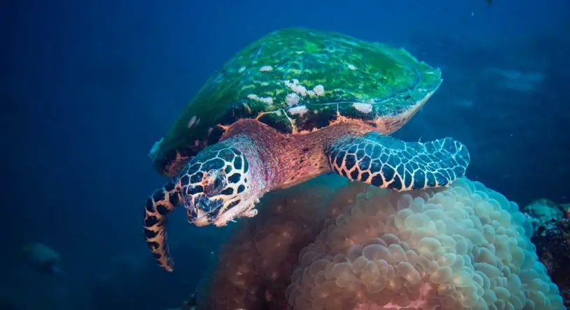 Hawksbill Turtle