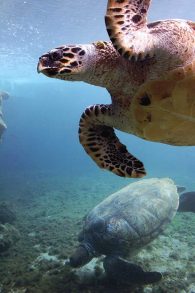 Hawksbill Turtle