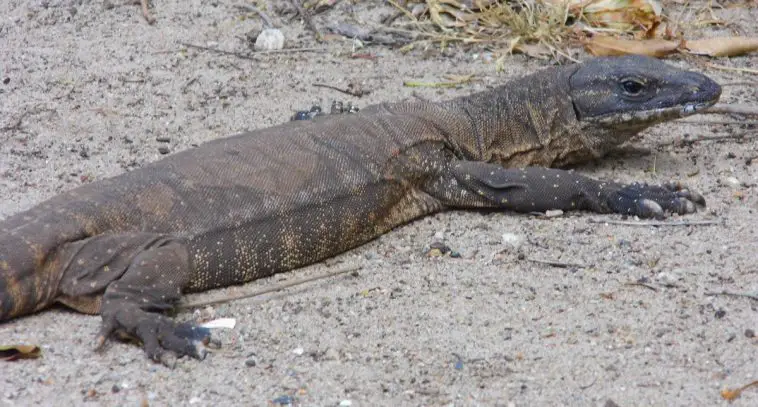 Heath Goanna