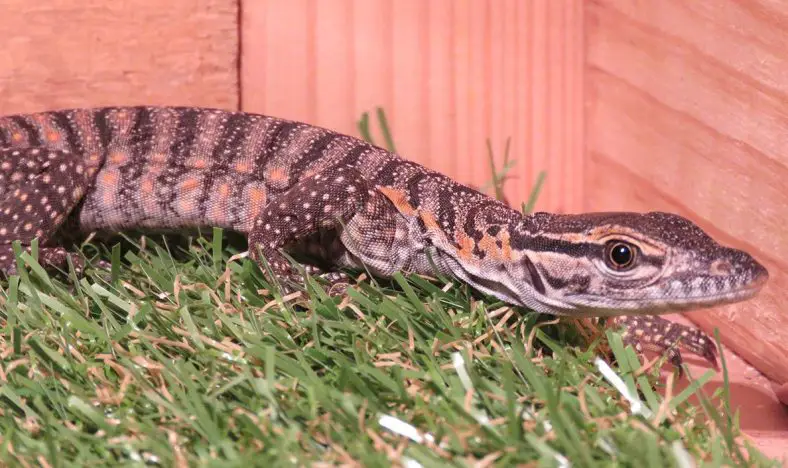 Heath Goanna