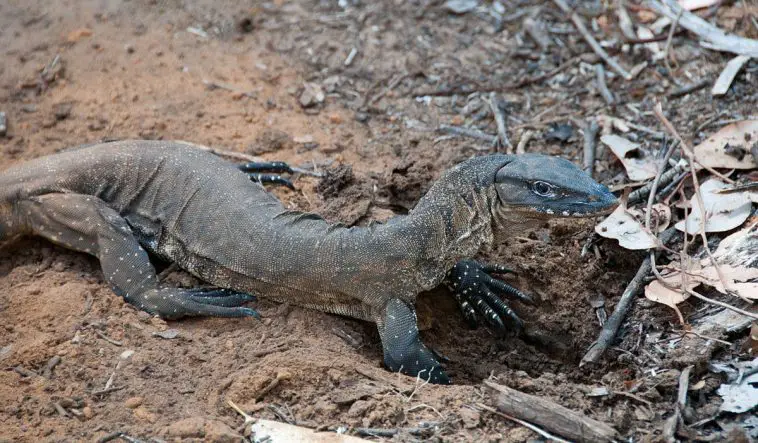 Heath Goanna