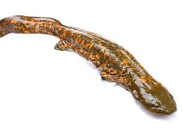 hellbender