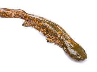 hellbender