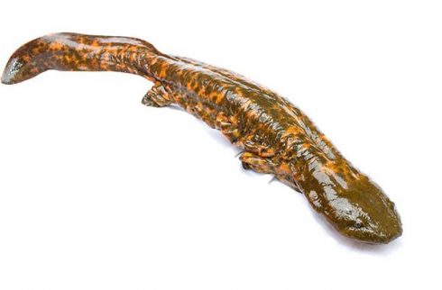 hellbender
