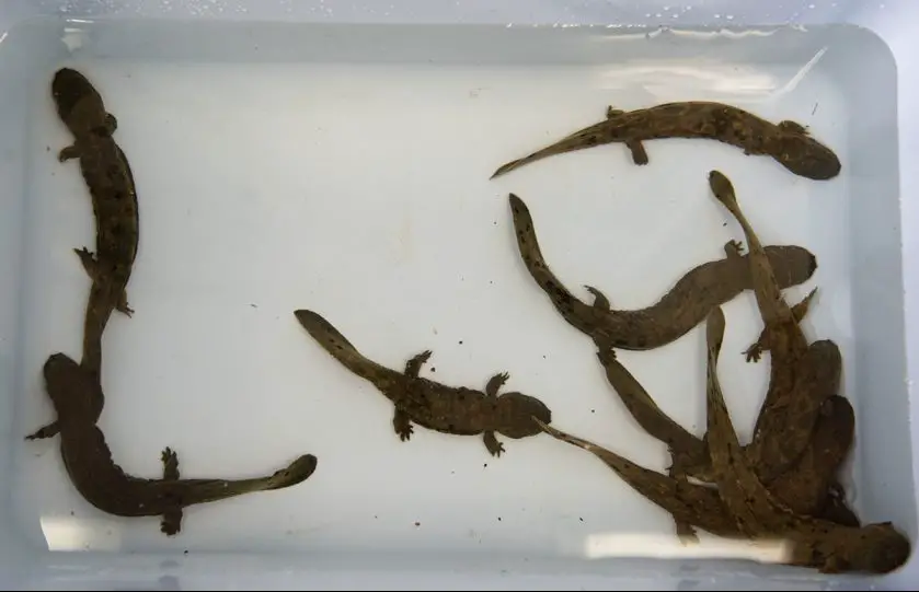 Hellbender Release Bronx Zoo