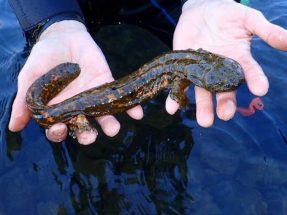Hellbender Reproduces in the Wild