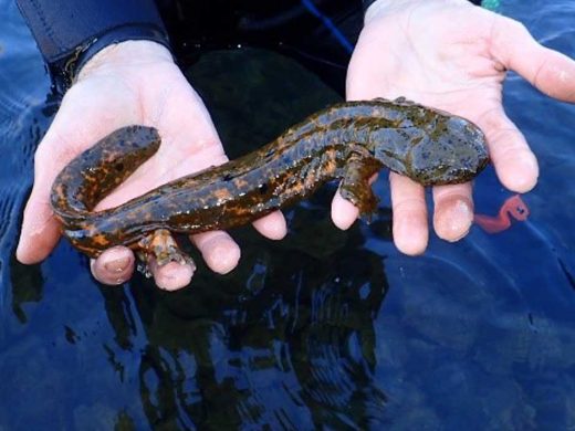 Hellbender Reproduces in the Wild