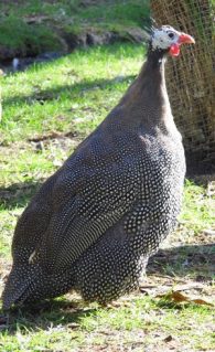 Helmeted Guinea fowl