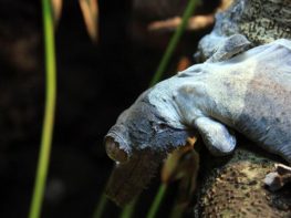 Henkel's Leaf-Tailed Gecko