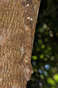 Henkel's Leaf-Tailed Gecko