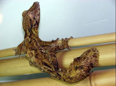 Henkel's Leaf-Tailed Gecko