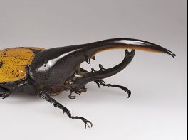 Hercules Beetle