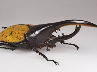 Hercules Beetle