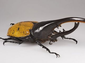 Hercules Beetle