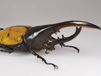 Hercules Beetle