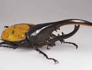 Hercules Beetle