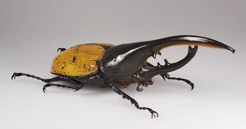 Hercules Beetle