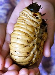 Hercules Beetle